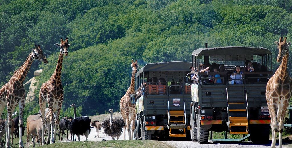 Livingstone Cottage at Port Lympne Reserve & Howletts Wild Animal Park