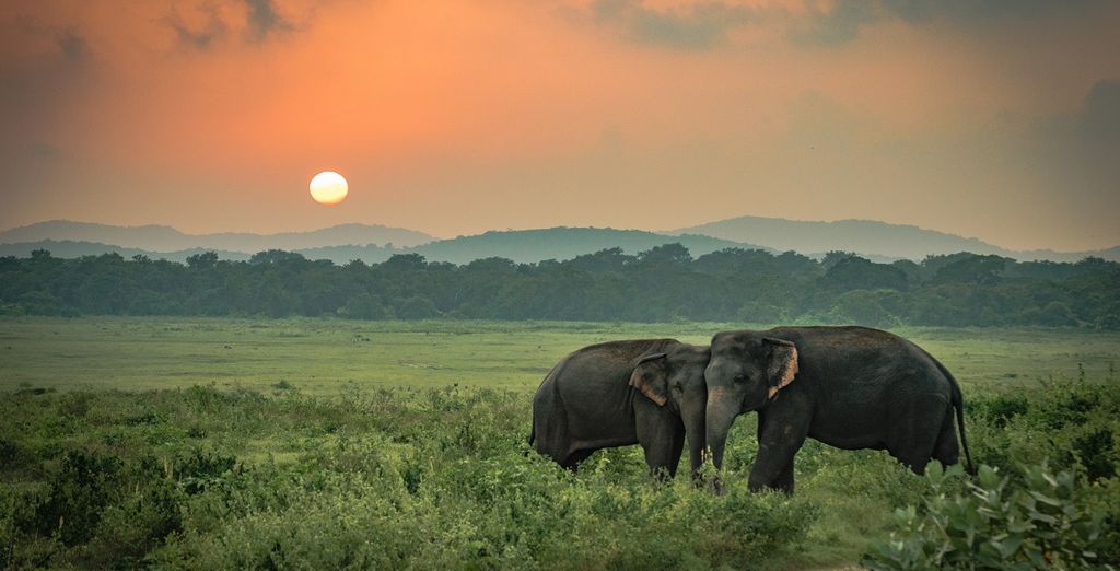 Rundreise Sri Lanka & Erweiterung in Avani Bentota