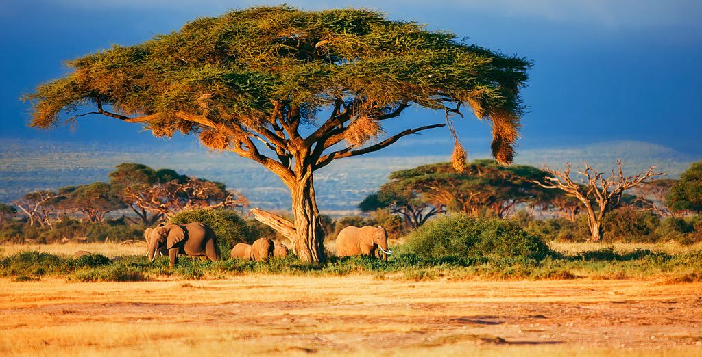 Safari Iconic Parks of Kenya + Diani Sea Resort 4*