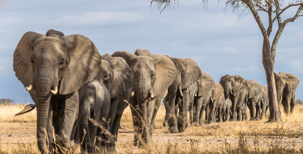 4 oder 5 N&auml;chte Safari in Tansania & Strandaufenthalt auf Sansibar