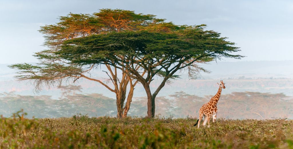 12-N&auml;chte-Tour in S&uuml;dafrika - Kr&uuml;ger Nationalpark