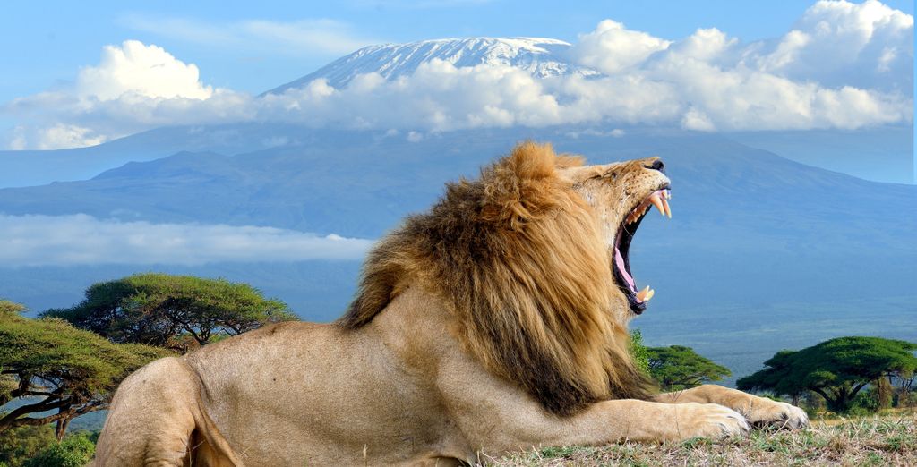 Safari in Kenia mit optionalem Strandaufenthalt auf Sansibar