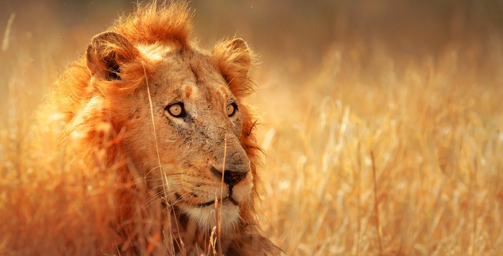 Auf Safari in Südafrika - Durban