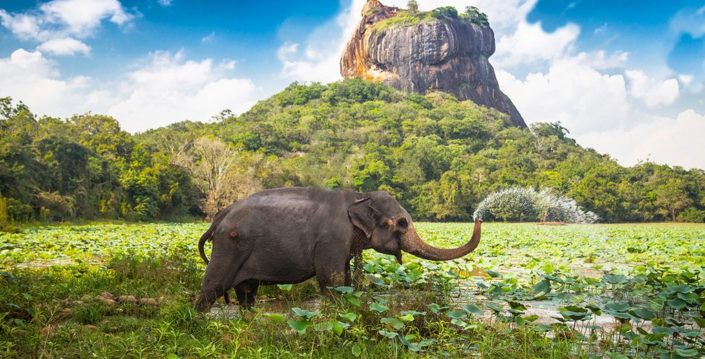 Sri Lanka