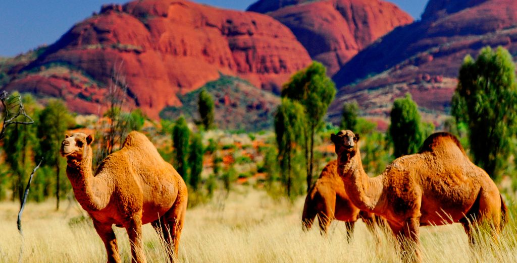 Explorando Australia con extensión opcional a Melbourne