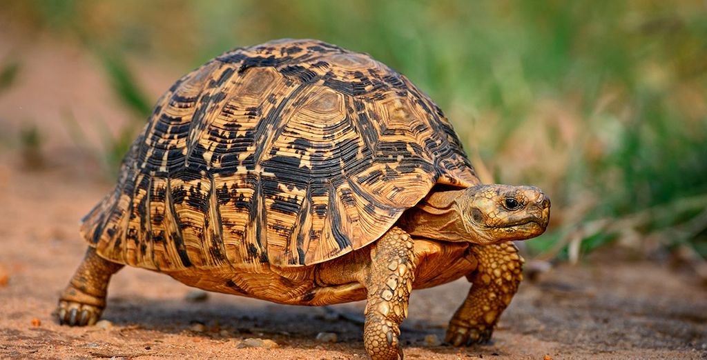 Safari en Kenia con Serena Beach Resort & Spa 5*