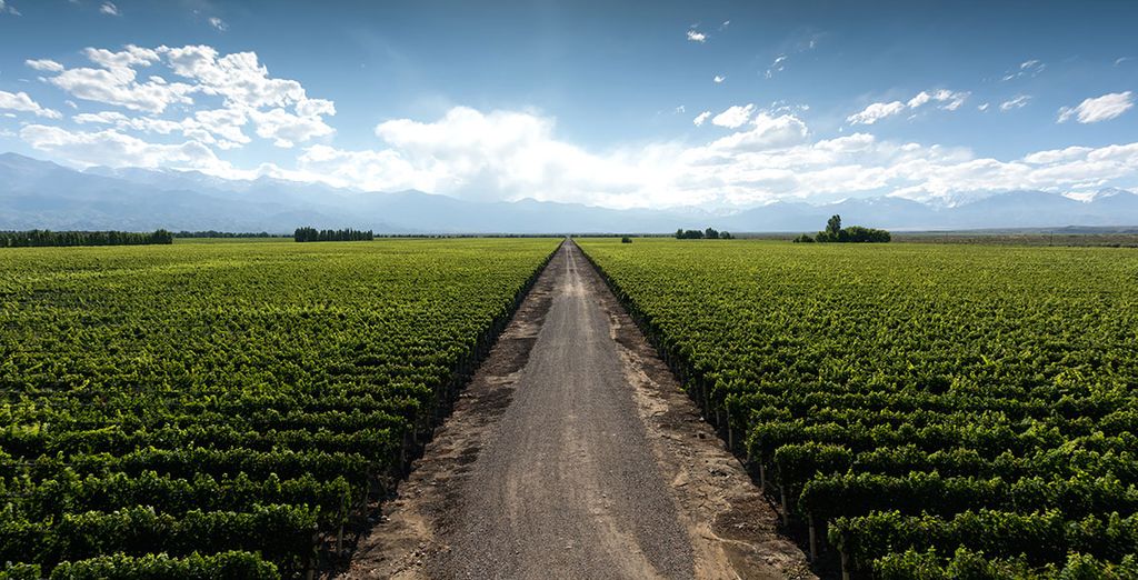 Circuitos por Mendoza