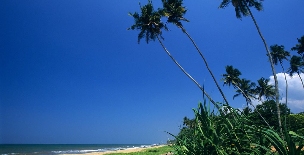 Recorrido por Colombo, Udawalawe y Wadduwa