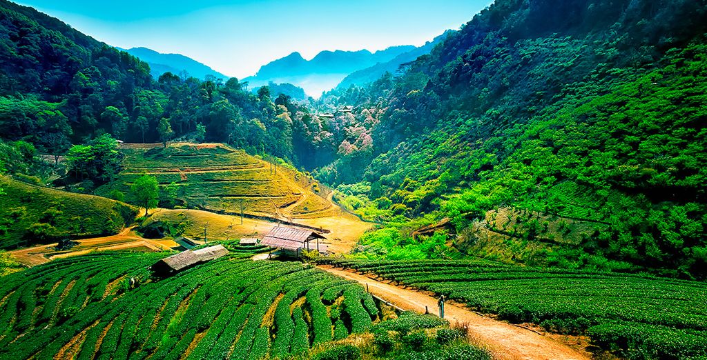 Bangkok, Triángulo de Oro y Krabi