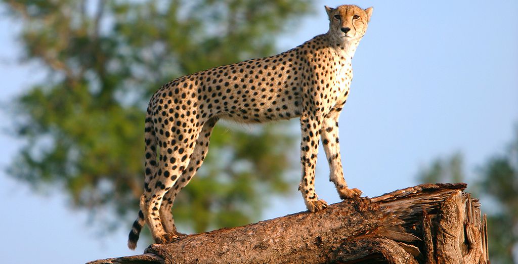 City Break Johannesburg et Safari avec Air France