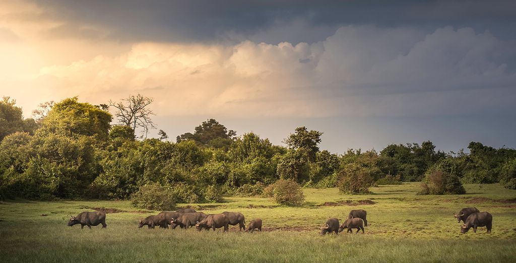 Safari Merveilles du Masai Mara et extension balnéaire