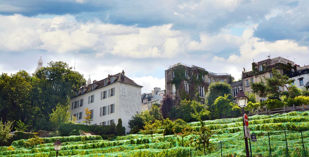 Les vignes de Montmartre