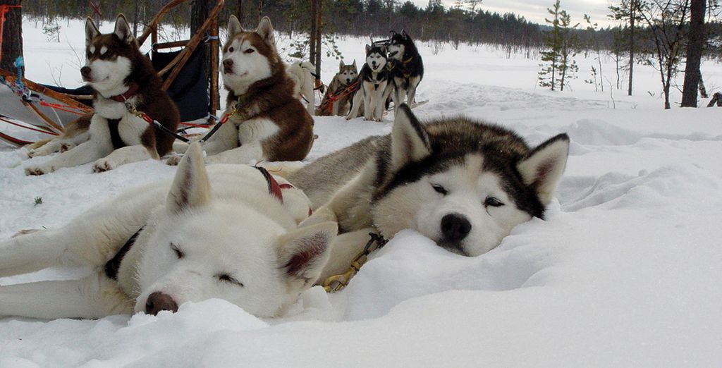 Circuit en Laponie Finlandaise pas cher et chiens de traîneaux au milieu de montagnes enneigées