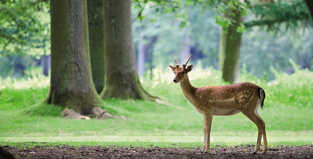 Center Parcs Domaine du Bois aux Daims