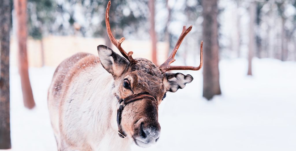Arctic City Hotel Rovaniemi 4*