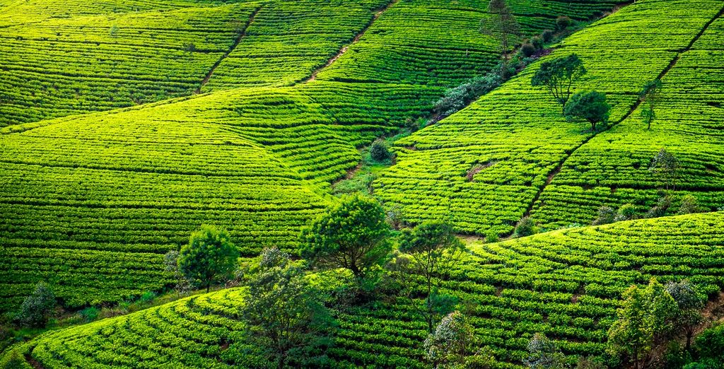 Tour a 5* dello Sri Lanka e estensione all'Hotel Blue Water Wadduwa