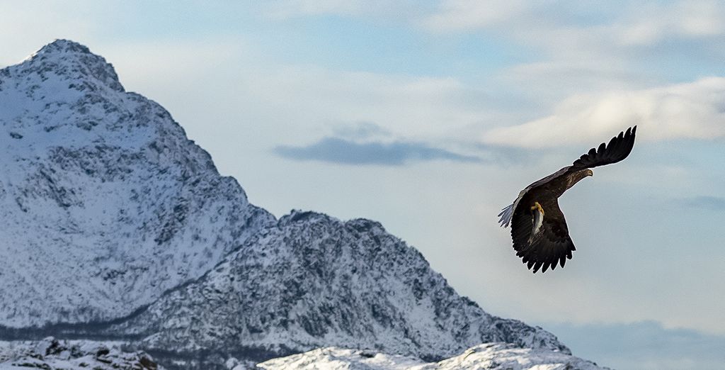 Tour delle Isole Lofoten con accompagnatore parlante italiano
