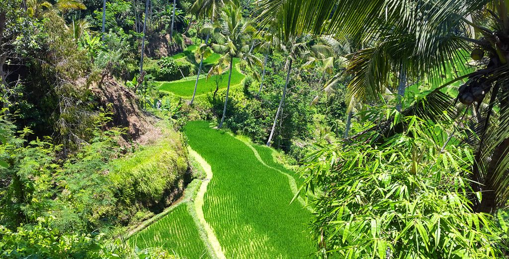 Ubud Wana Resort 4* + Lv8 Resort Hotel 5*