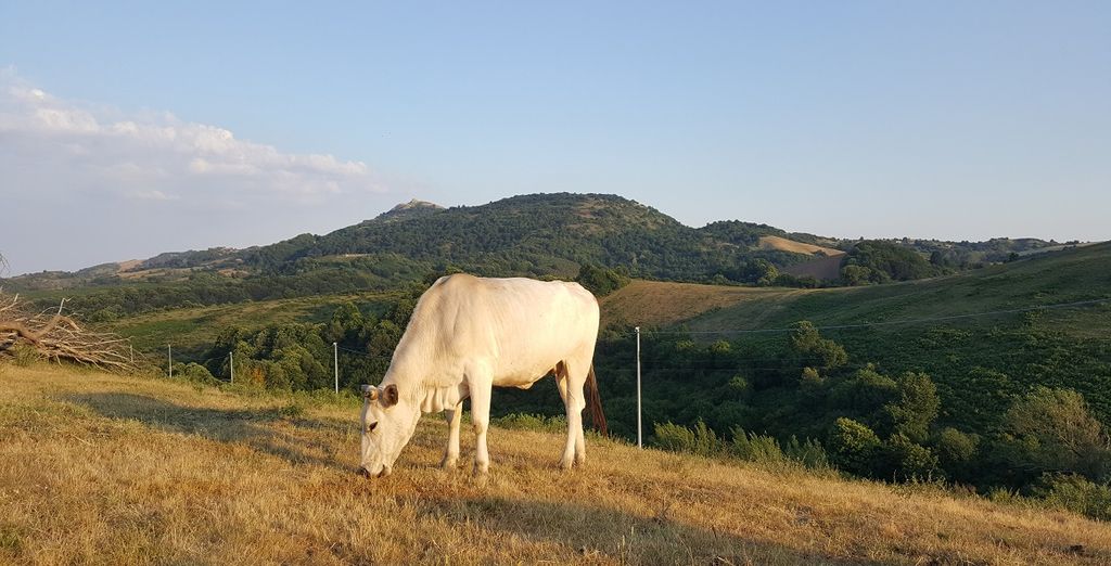 Agriturismo I Rondinelli