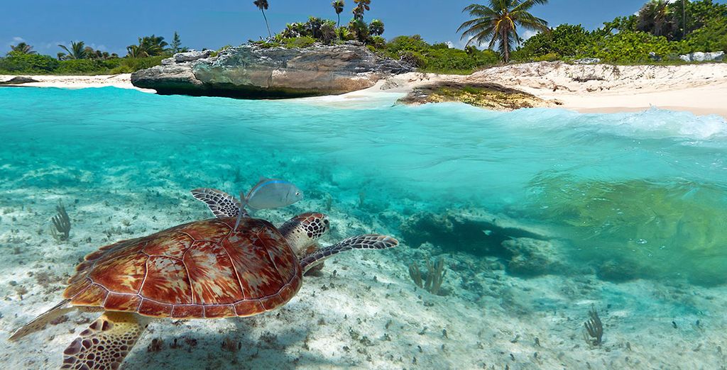 Minituour Yucatan & Mare