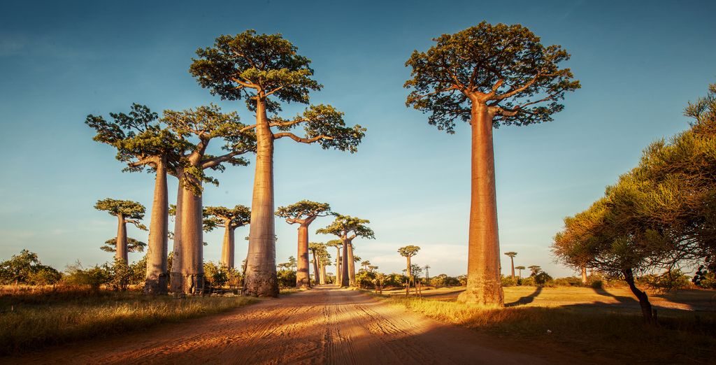 Tour della costa ovest del Madagascar in 9 notti