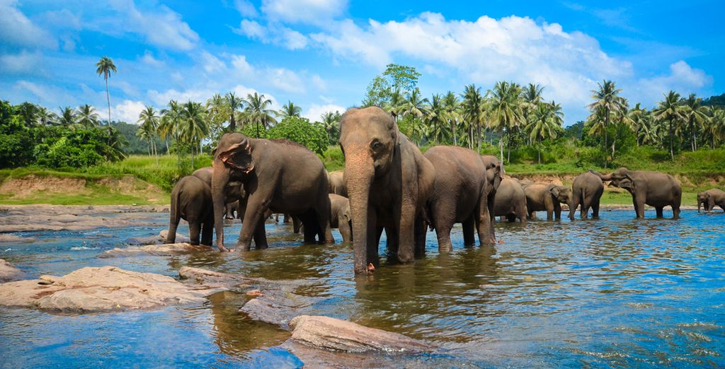 Minitour Sri Lanka + soggiorno mare a Beruwala