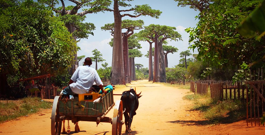 Madagascar: alla scoperta delle bellezze naturali dell'isola