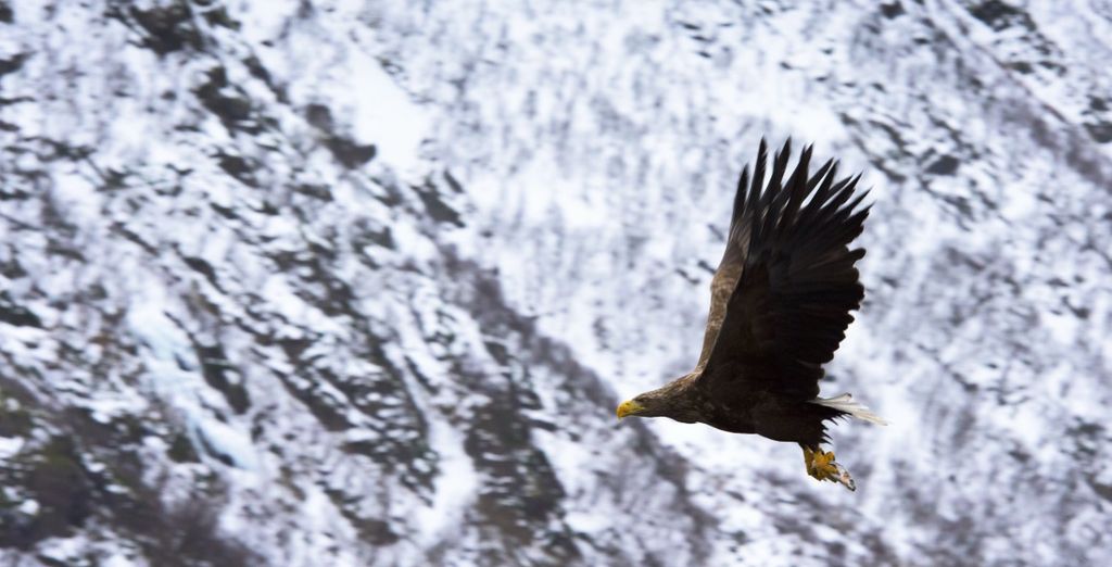 Tour Tromso e Arcipelago delle Lofoten
