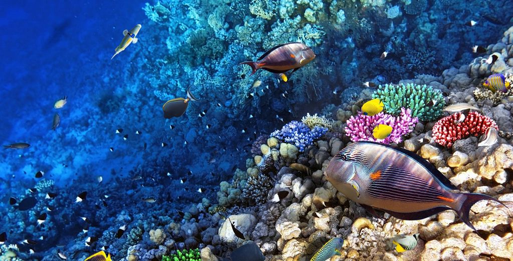 Vivanta by Taj Coral Reef 5*