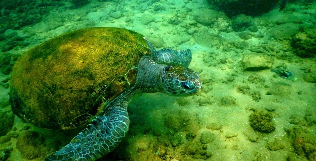 Minitour Sri Lanka + soggiorno mare a Beruwala