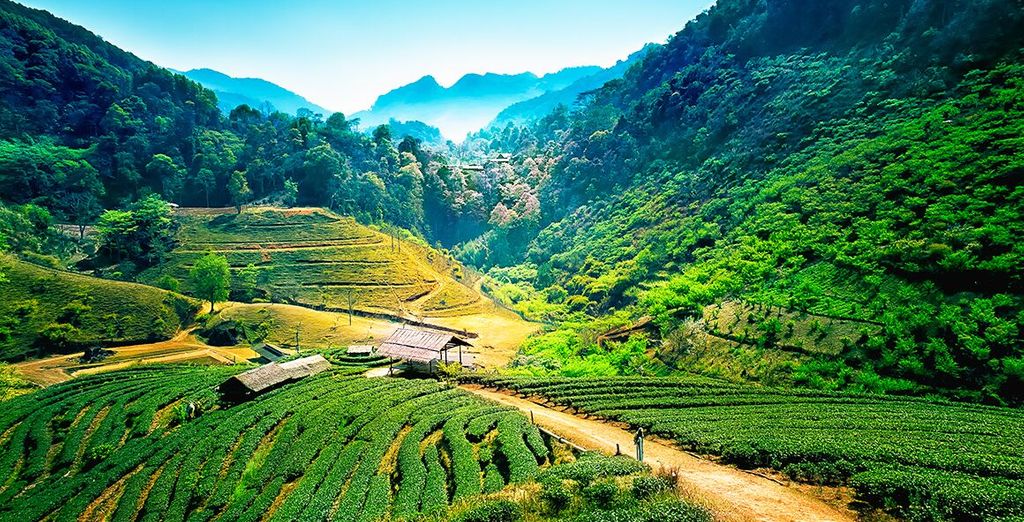 Da Bangkok a Chiang Mai in tour 7 notti e soggiorno mare a Koh Samui in 4*