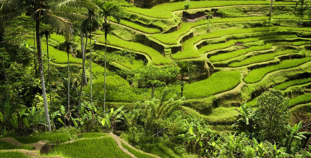 Desa Visesa Ubud 5* + Melia Bali Resort 5*