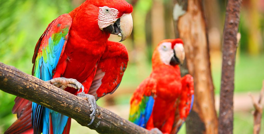 Autotour Costa Rica con estensione mare a Jaco Beach