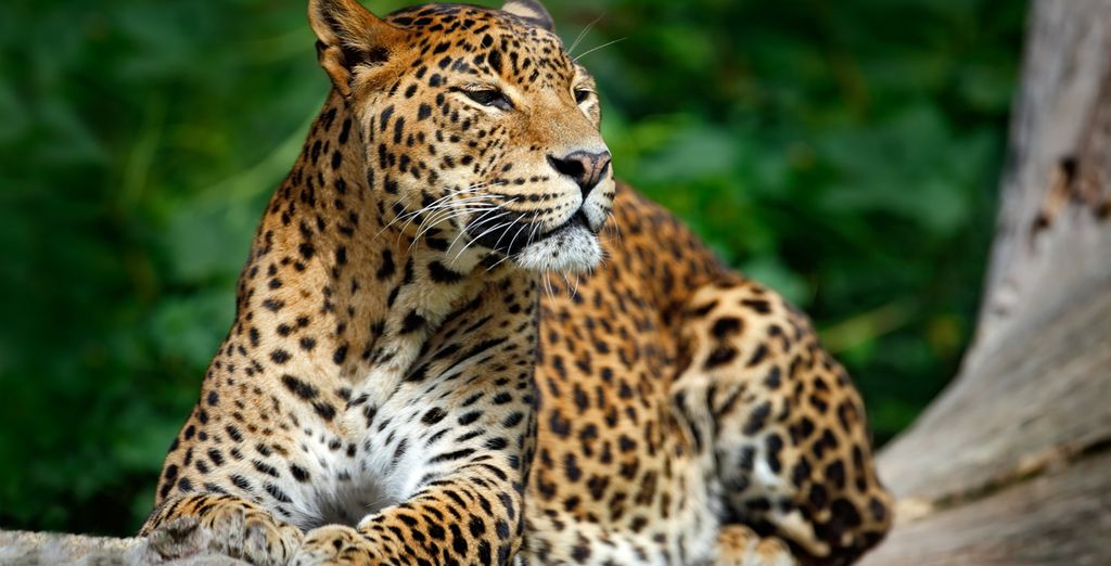 Tour di 7 notti in Sri Lanka e estensione mare a Waskaduwa