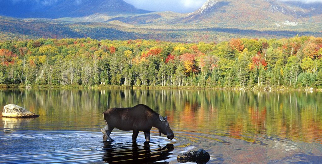 Scopri gli animali del Canada e i suoi parchi naturali, le foreste e le montagne con un alce