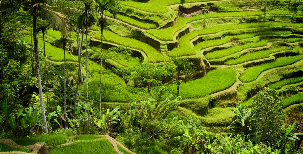 Best Western Premier Agung Resort Ubud 4* +  Wyndham Tamansari Jivva Resort Bali  5* + Eastin Ashta Resort Canggu 4*