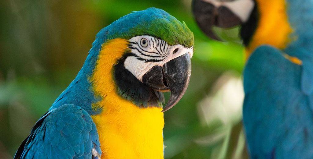 Alla scoperta di Argentina e Patagonia con possibile estensione a Iguazu
