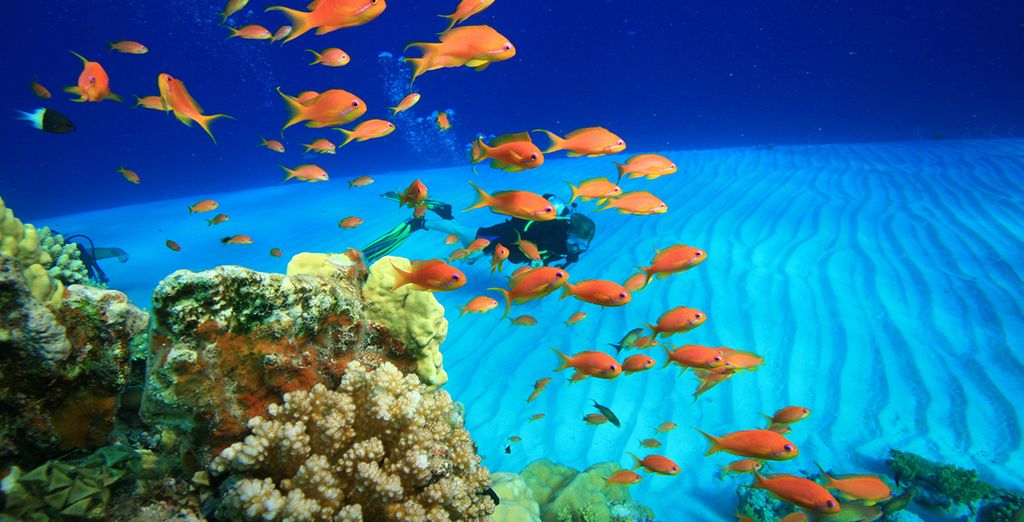 Ciao Club Coral Sea Holiday Resort 5*