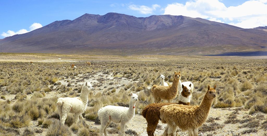 Tour del Perù con guida parlante italiano