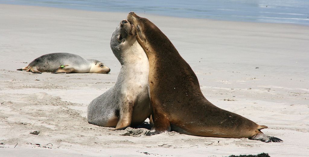 Tour alla scoperta dell'Australia del Sud