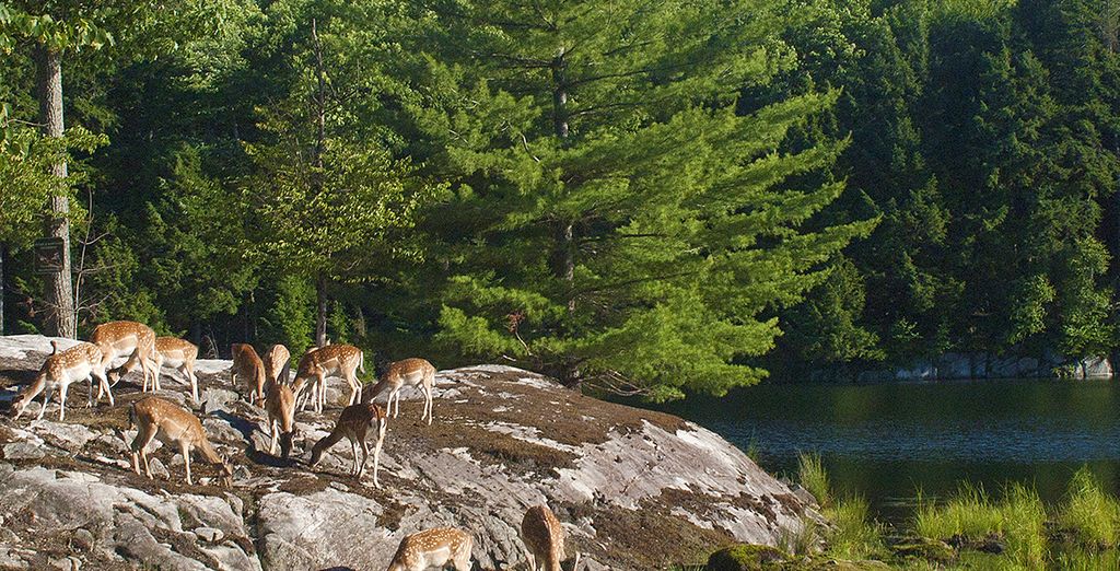 Fly & Drive in Canada tra Ontario e Quebec