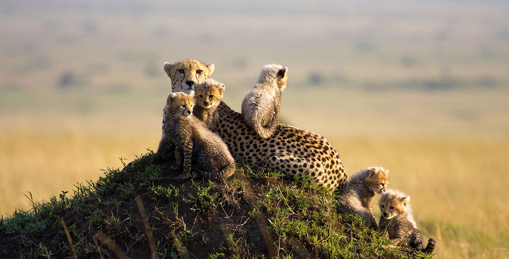 Tour tra il meglio del Kenya