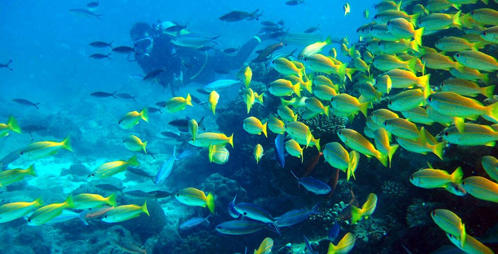 Tour del Madagascar: lagune di smeraldo, Ankasy Lodge e Tulear