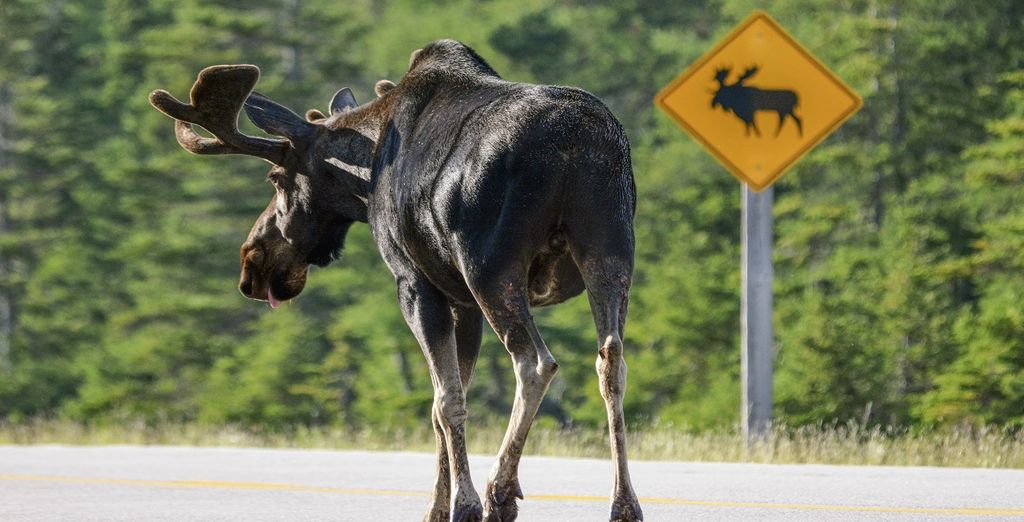 Tour del Canada Orientale: grandi città e countryside da Montrèal a Toronto