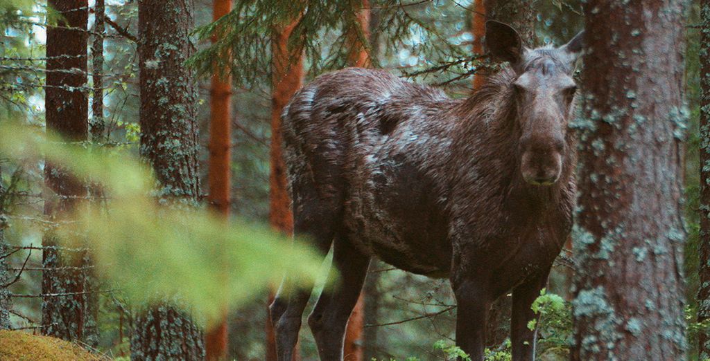 Stoccolma e Ockelbo immersi nella natura della Svezia