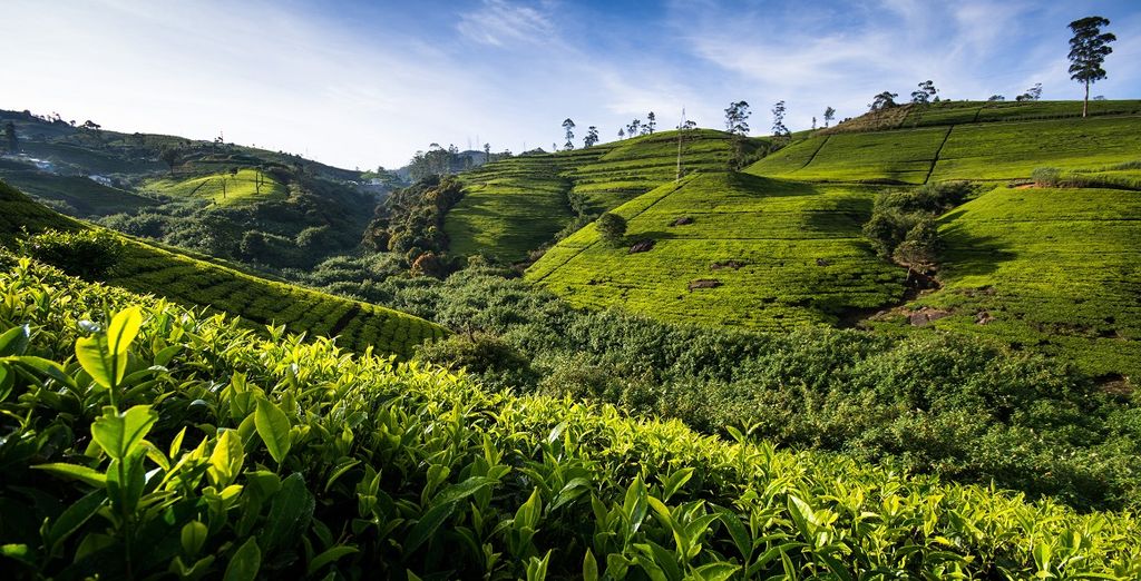Tour a 5* dello Sri Lanka e estensione all'Hotel Blue Water Wadduwa