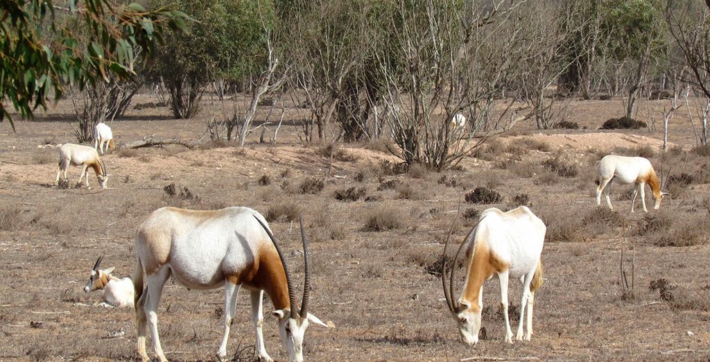 Alla scoperta del Marocco e della terra dei berberi: oceano, riserve naturali, oasi e l'Atlante