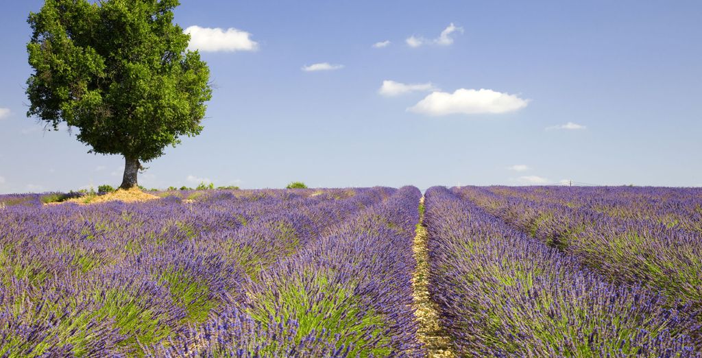 Crociera Fluviale lungo il Reno e Rodano - Speciale Agosto
