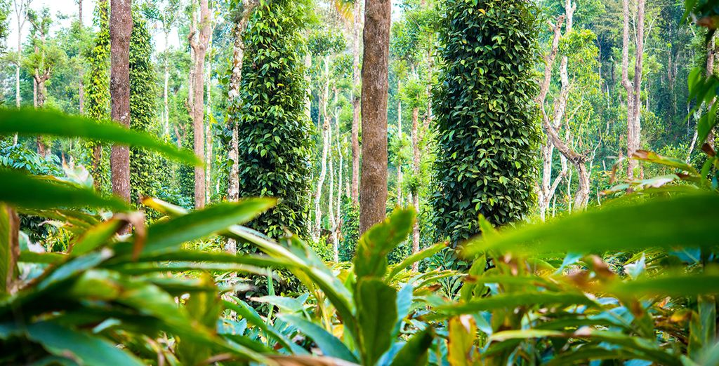 Tour privato del Kerala e soggiorno benessere Ayurvedico
