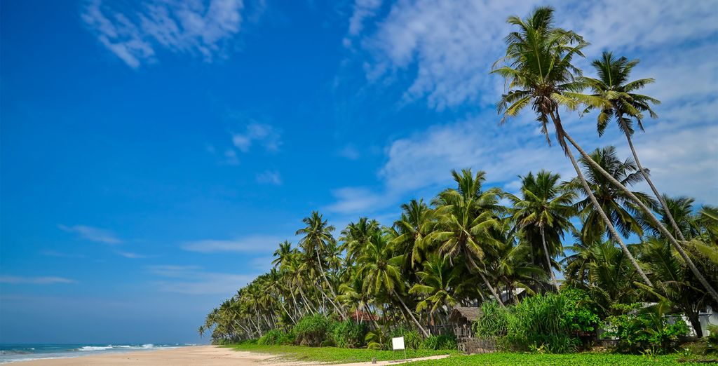 Mini Highlights dello Sri Lanka & estensione mare in 4*